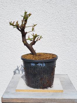 Quitte - Pseudocydonia sinensis
