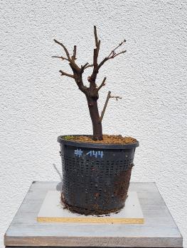 Quitte - Pseudocydonia sinensis