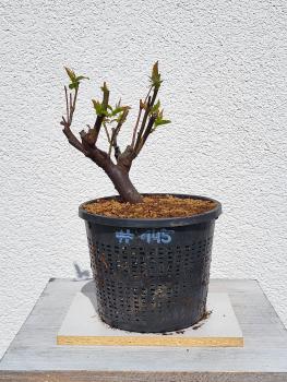 Quitte - Pseudocydonia sinensis