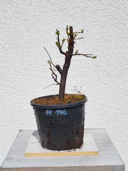 Quitte - Pseudocydonia sinensis