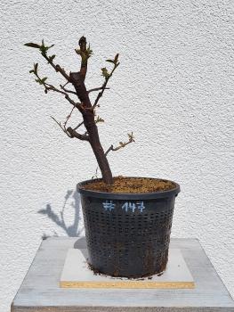 Quitte - Pseudocydonia sinensis