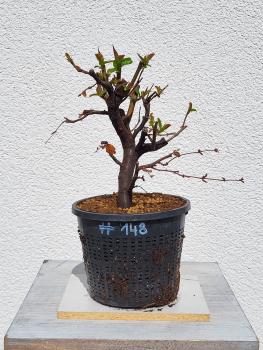 Quitte - Pseudocydonia sinensis