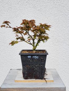 Löwenkopfahorn - Acer shishigashira