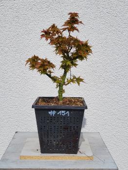 Löwenkopfahorn - Acer shishigashira