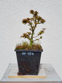 Löwenkopfahorn - Acer shishigashira