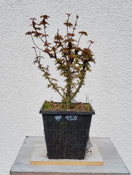 Löwenkopfahorn - Acer shishigashira