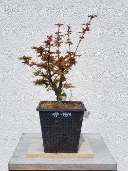 Löwenkopfahorn - Acer shishigashira