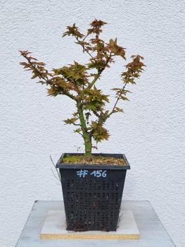 Löwenkopfahorn - Acer shishigashira