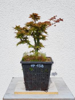 Löwenkopfahorn - Acer shishigashira