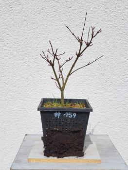 Fächerahorn - Acer deshojo