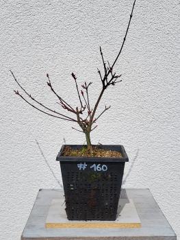 Fächerahorn - Acer deshojo