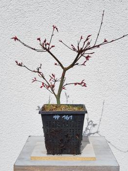 Fächerahorn - Acer deshojo