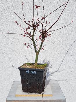 Fächerahorn - Acer deshojo