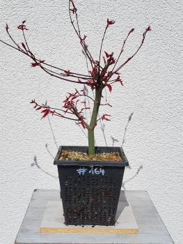 Fächerahorn - Acer deshojo