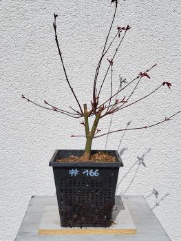 Fächerahorn - Acer deshojo