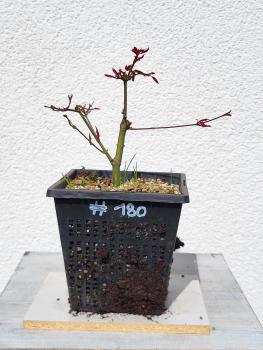Fächerahorn - Acer deshojo
