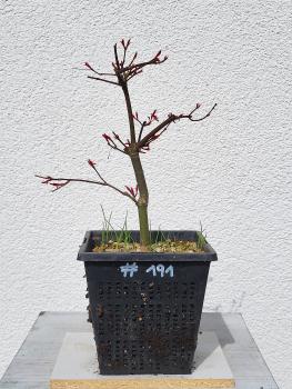 Fächerahorn - Acer deshojo