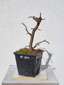 Winterlinde - Tilia cordata
