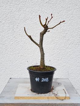 Winterlinde - Tilia cordata