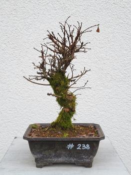 Japanische Ulme - Zelkove nire