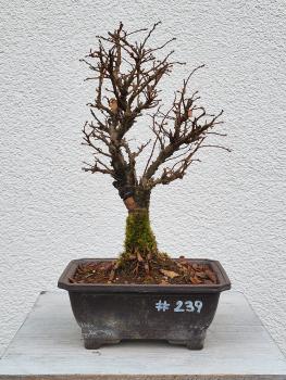 Japanische Ulme - Zelkove nire