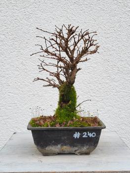 Japanische Ulme - Zelkove nire