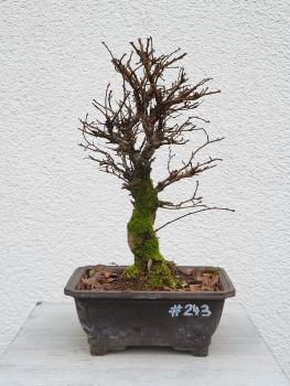 Japanische Ulme - Zelkove nire