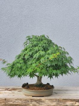 Preview: Fächerahorn - Acer palmatum yamamomiji