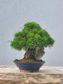 Preview: Chinesischer Wacholder - Juniperus chinesis itoigawa