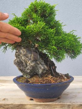 Preview: Chinesischer Wacholder - Juniperus chinesis itoigawa