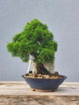 Preview: Chinesischer Wacholder - Juniperus chinesis itoigawa