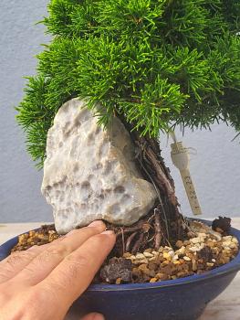 Preview: Chinesischer Wacholder - Juniperus chinesis itoigawa
