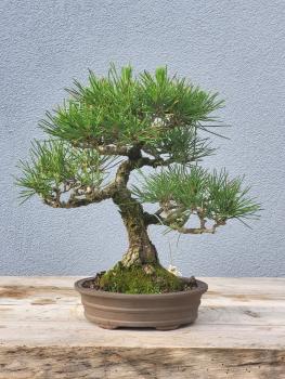 Japanische Schwarzkiefer - Pinus thunbergii