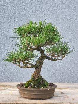 Preview: Japanische Schwarzkiefer - Pinus thunbergii