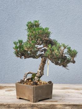 Preview: Japanische Schwarzkiefer - Pinus thunbergii Kotobuki