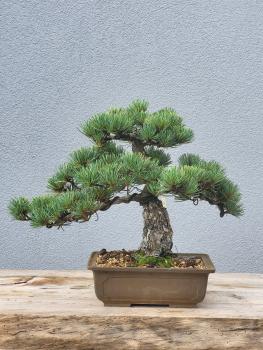 Mädchenkiefer - Pinus Parviflora
