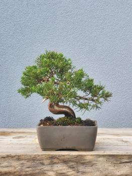 Preview: Chinesischer Wacholder - Juniperus chinesis itoigawa