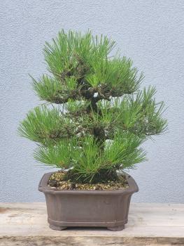 Preview: Japanische Schwarzkiefer - Pinus thunbergii
