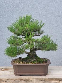 Preview: Japanische Schwarzkiefer - Pinus thunbergii