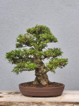 Azalee Satsuki Nyohozan