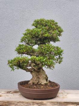 Azalee Satsuki Nyohozan