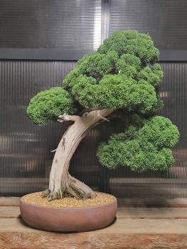 Chinesischer Wacholder - Juniperus chinesis shimpaku