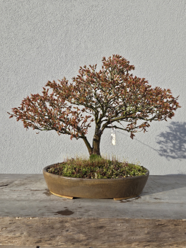 Preview: Fächerahorn - Acer kashima