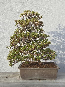 Preview: Azalee Satsuki