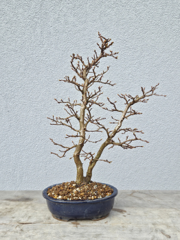 Japanische Buche - Fagus japonica