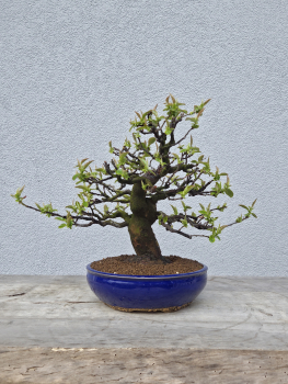 Holzquitte - Pseudocydonia sinensis