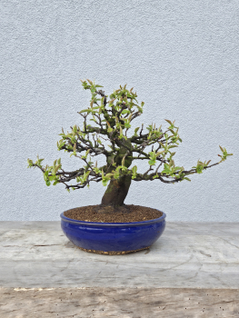 Preview: Holzquitte - Pseudocydonia sinensis