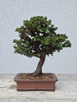 Scheinzypresse - Sekka Hinoki