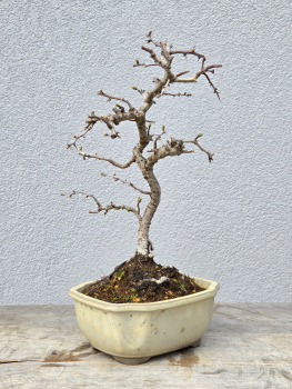 Echter Rotdorn - Crataegus laevigata