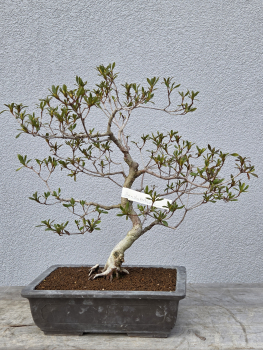 Azalee Satsuki Senshokubijin